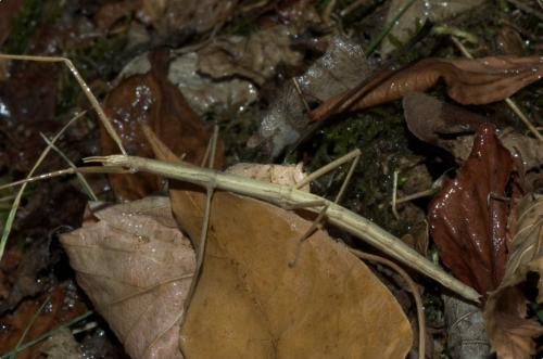 Clonopsis gallica